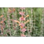 Agastache barberi Firebird - Kłosowiec anyżowy Firebird różowo-amarantowy, wys. 60-100, kw. 7/11 FOTO  