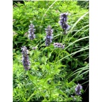 Agastache rugosa Black Adder - Kłosowiec pomarszczony Black Adder - niebiesko-fioletowe, wys. 100, kw. 7/10 FOTO
