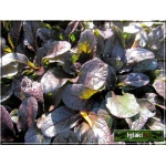 Ajuga reptans Atropurpurea - Dąbrówka rozłogowa Atropurpurea - niebieskobrązowe liście, wys 15, kw 5/6 C1,5  