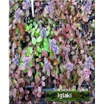 Ajuga reptans Atropurpurea - Dąbrówka rozłogowa Atropurpurea - niebieskobrązowe liście, wys 15, kw 5/6 FOTO 