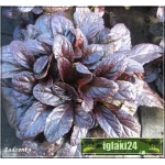 Ajuga reptans Atropurpurea - Dąbrówka rozłogowa Atropurpurea - niebieskobrązowe liście, wys 15, kw 5/6 C1,5  