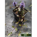 Ajuga reptans Atropurpurea - Dąbrówka rozłogowa Atropurpurea - niebieskobrązowe liście, wys 15, kw 5/6 FOTO 