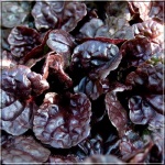 Ajuga reptans Black Scallop - Dąbrówka rozłogowa Black Scallop - Ajuga reptans Binblasca - Dąbrówka rozłogowa Binblasca - prawie czarne błyszczące liście, wys. 20, kw. 5/6 FOTO