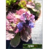 Ajuga reptans Burgundy Glow - Dąbrówka rozłogowa Burgundy Glow - kw.niebieski, liść mix, wys. 20, kw 5/6 FOTO  