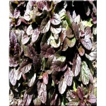 Ajuga reptans Mahogany - Dąbrówka rozłogowa Mahogany - kwiaty niebieskie, liście ciemno purpurowe, wys. 20, kw. 5/6 C0,5