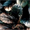 Ajuga reptans Mahogany - Dąbrówka rozłogowa Mahogany - kwiaty niebieskie, liście ciemno purpurowe, wys. 20, kw. 5/6 C0,5