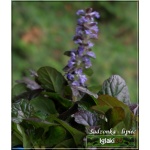 Ajuga reptans Mahogany - Dąbrówka rozłogowa Mahogany - kwiaty niebieskie, liście ciemno purpurowe, wys. 20, kw. 5/6 C1,5