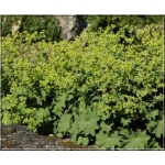 Alchemilla mollis - Przywrotnik ostroklapowy - żółty, wys 60, kw 6/8 FOTO  