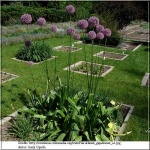 Allium giganteum - Czosnek olbrzymi - fioletowe, wys. 40/100, kw. 5/8 FOTO