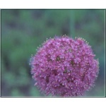 Allium giganteum - Czosnek olbrzymi - fioletowe, wys. 40/100, kw. 5/8 FOTO