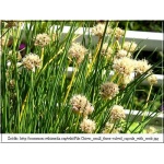 Allium schoenoprasum - Czosnek szczypiorek - Szczypiorek - wys.  40, kw. 5/7 FOTO 