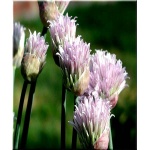 Allium schoenoprasum - Czosnek szczypiorek - Szczypiorek - wys.  40, kw. 5/7 C0,5 
