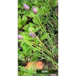 Allium schoenoprasum - Czosnek szczypiorek - Szczypiorek - wys.  40, kw. 5/7 FOTO 
