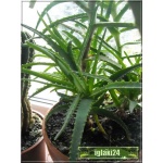 Aloe vera - Aloes zwyczajny FOTO 