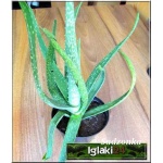 Aloe vera - Aloes zwyczajny z plamkami FOTO