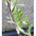 Amelanchier alnifolia Sleyt - Świdośliwa olcholistna Sleyt - białe FOTO