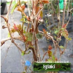 Ampelopsis glandulosa Elegans - Winnik zmienny Elegans FOTO