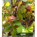 Ampelopsis glandulosa Elegans - Winnik zmienny Elegans FOTO
