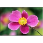 Anemone hupehensis Bowles Pink - Zawilec japoński Bowles Pink - różowy, wys 40, kw 4/5 FOTO