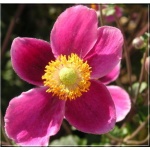 Anemone hupehensis Bowles Pink - Zawilec japoński Bowles Pink - różowy, wys 40, kw 4/5 FOTO