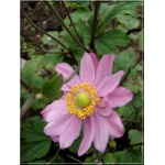 Anemone hupehensis Pamina - Zawilec japoński Pamina - różowy, wys. 90, kw. 7/8 FOTO 