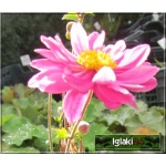 Anemone hupehensis Pamina - Zawilec japoński Pamina - różowy, wys. 90, kw. 7/8 C0,5