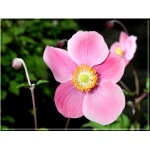 Anemone hupehensis Praecox - Zawilec japoński Praecox - różowy, wys 80, kw 8/10 FOTO