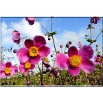 Anemone hupehensis Splendens - Zawilec japoński Splendens - różowy, wys 80, kw 8/10 C2 
