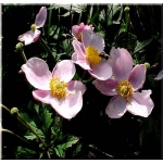 Anemone hupehensis - Zawilec japoński - różowy, wys. 60-100 ,kw 8/10 FOTO 