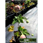 Anemone hupehensis - Zawilec japoński - różowy, wys. 60-100 ,kw 8/10 FOTO 