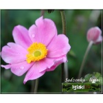 Anemone hybrida Serenade - Zawilec mieszańcowy Serenade - różowy, wys 90, kw 8/9 FOTO
