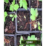 Anemone hybrida Serenade - Zawilec mieszańcowy Serenade - różowy, wys 90, kw 8/9 C0,5