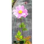 Anemone hybrida Serenade - Zawilec mieszańcowy Serenade - różowy, wys 90, kw 8/9 FOTO