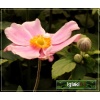 Anemone japonica Lorelei - Zawilec japoński Lorelei - różowy, wys 60, kw 8/10 FOTO