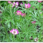 Anemone multifida Annabella Deep Rose - Zawilec wielosieczny Annabella Deep Rose - purpurowe, wys. 40, kw 5/6 C0,5 xxxy