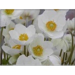 Anemone sylvestris - Zawilec wielokwiatowy - biały, wys 20, kw 4/5 FOTO