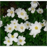 Anemone sylvestris - Zawilec wielokwiatowy - biały, wys 20, kw 4/5 FOTO