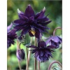 Aquilegia vulgaris Black Barlow - Orlik pospolity Black Barlow - ciemnofioletowy, wys 50, kw 5/7 C1,5 xxxy
