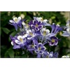 Aquilegia vulgaris Winky Double Blue & White - Orlik pospolity Winky Double Blue & White - biało-niebieskie, wys. 40, kw. 5/7 C0,5