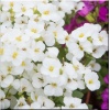Arabis caucasica Aubris White - Gęsiówka kaukaska Aubris White - białe, wys. 15, kw. 4/5 C0,5 xxxy zzzz