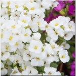 Arabis caucasica Aubris White - Gęsiówka kaukaska Aubris White - białe, wys. 15, kw. 4/5 C0,5 xxxy zzzz