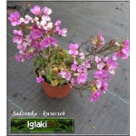 Arabis caucasica Hedi - Gęsiówka kaukaska Hedi - różowe, wys. 10, kw. 4/5 FOTO 