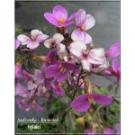 Arabis caucasica Hedi - Gęsiówka kaukaska Hedi - różowe, wys. 10, kw. 4/5 FOTO 