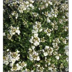 Arabis caucasica Plena - Gęsiówka kaukaska Plena - biała pełna, wys 8/15, kw 4/5 FOTO
