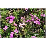 Arabis caucasica Rosea - Gęsiówka kaukaska Rosea - różowa, wys 8/15, kw 3/5 FOTO 