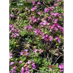 Arabis caucasica Rosea - Gęsiówka kaukaska Rosea - różowa, wys 8/15, kw 3/5 C0,5