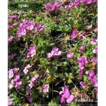 Arabis caucasica Rosea - Gęsiówka kaukaska Rosea - różowa, wys 8/15, kw 3/5 FOTO 