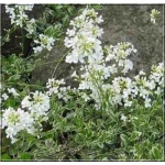 Arabis ferdinandi coburgii Variegata - Gęsiówka macedońska Variegata - biało-zielony liść, wys 10, kw 4/6 FOTO 