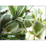 Arabis ferdinandi coburgii Variegata - Gęsiówka macedońska Variegata - biało-zielony liść, wys 10, kw 4/6 C0,5 