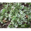 Arabis ferdinandi coburgii Variegata - Gęsiówka macedońska Variegata - biało-zielony liść, wys 10, kw 4/6 C2 xxxy